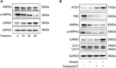 Osteocytes Enhance Osteogenesis by Autophagy-Mediated FGF23 Secretion Under Mechanical Tension